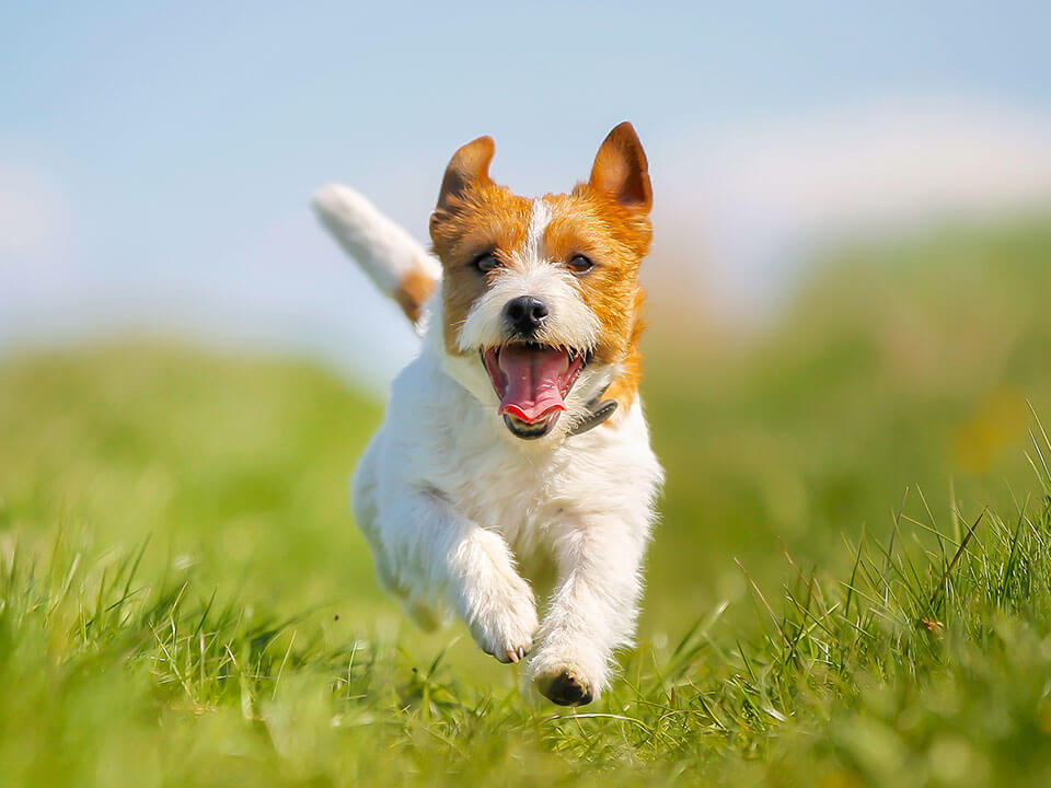 Our Lake Tahoe Pet Friendly Rentals