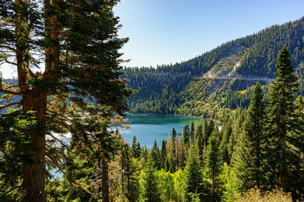 Lake Tahoe view of trees