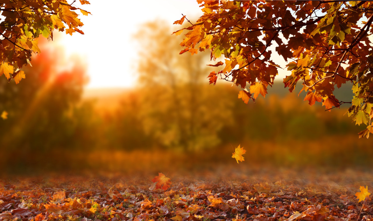 a view of fall foliage
